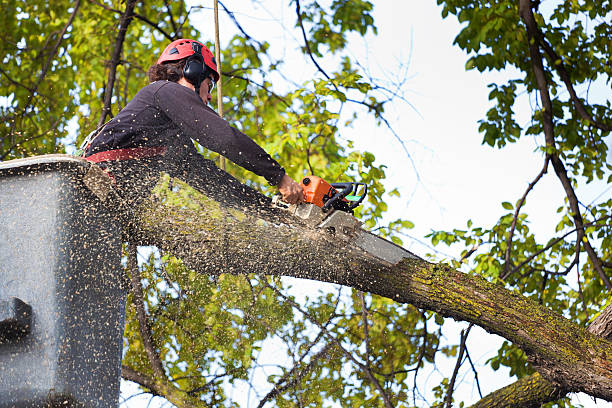 Best Tree Risk Assessment  in Richfield, MN
